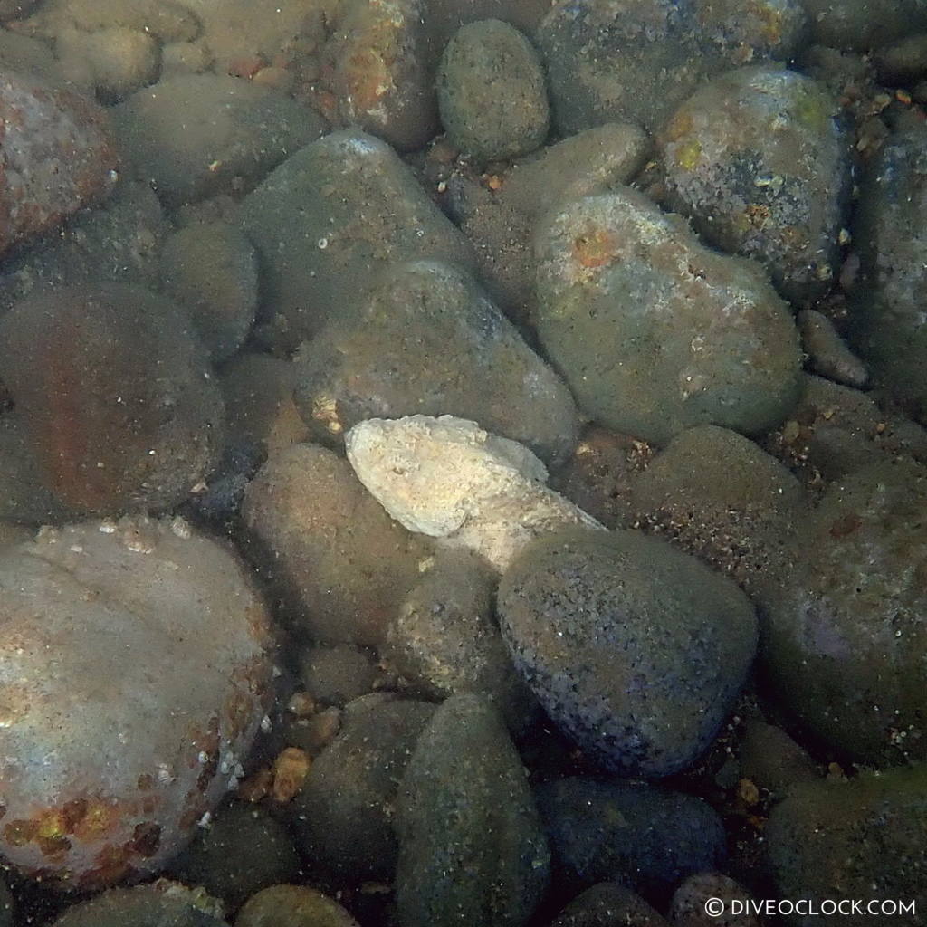 False stonefish (Scorpaenopsis diabolus) scuba-diving-anilao_philippines_diveoclock