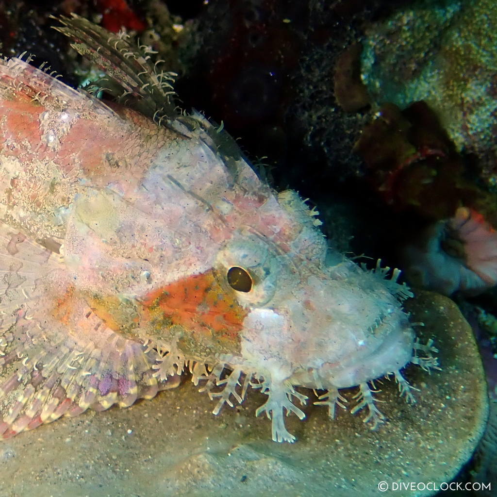 scuba-diving-anilao_philippines_diveoclock