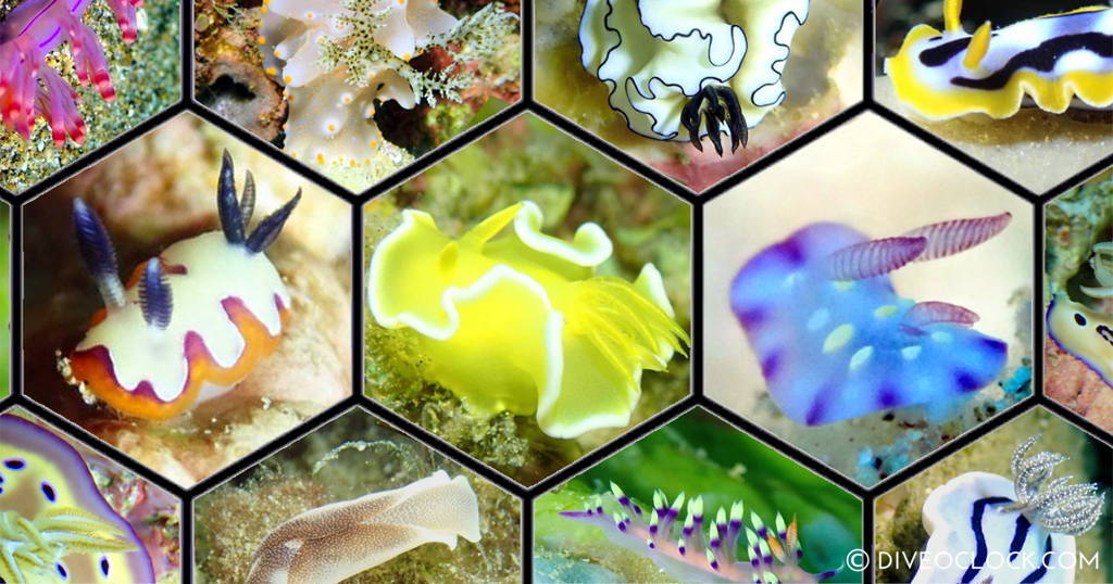 Free Online Dive Education Fun Asia Philippines Anilao Nudibranchs