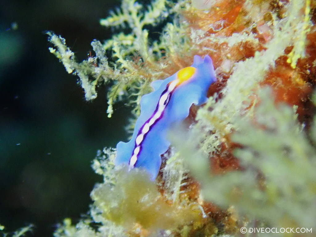 Pseudoceros bifurcus blue flatworm yellow white line nudibranch anilao