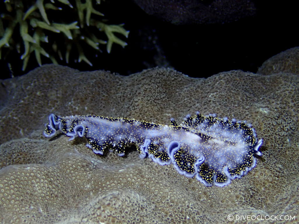 Acanthozoon flatworm black white yellow gold dots_nudibranch species anilao