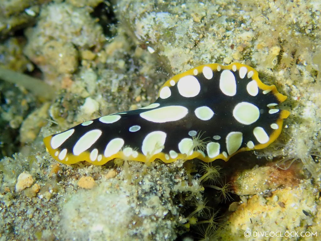 Pseudoceros Scintillatus_flatworm black white dots yellow line nudibranch_species