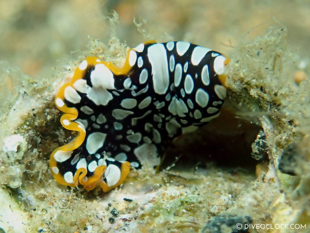 Pseudoceros Scintillatus_flatworm black white dots yellow line nudibranch_species