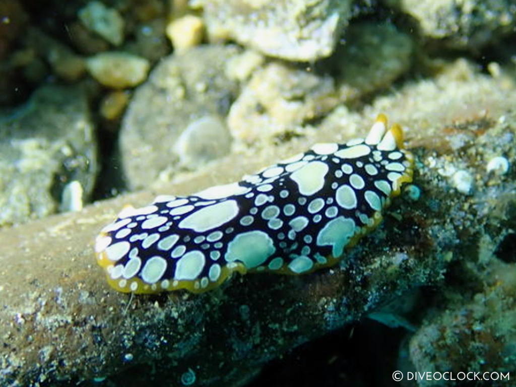 Pseudoceros Scintillatus_flatworm black white dots yellow line nudibranch_species