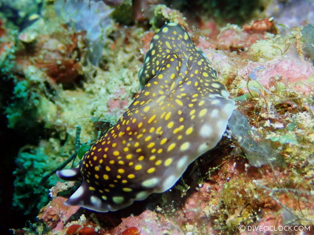 Pseudoceros lindae Linda's flatworm nudibranch anilao