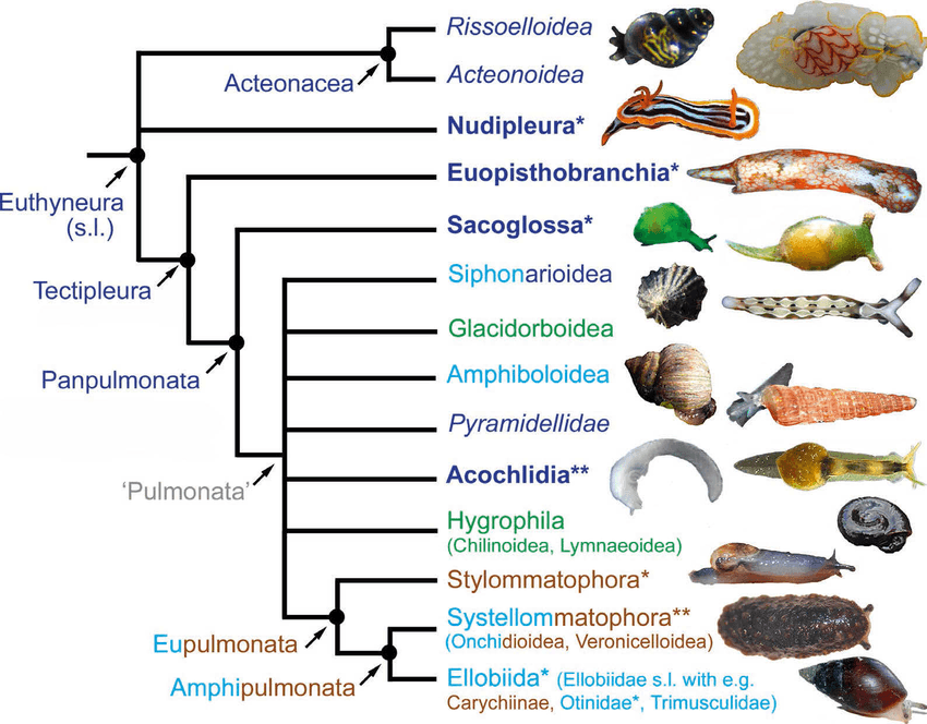 nudibranch_tree_taxonomy_diveoclock