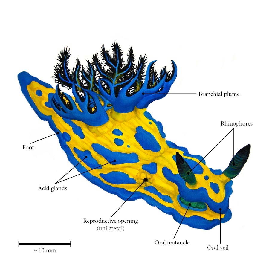 Tambja verconis nudibranch_tree_taxonomy_diveoclock