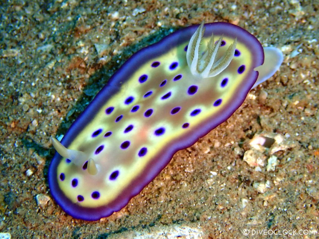 Goniobranchus kuniei nudibranch scuba diving anilao