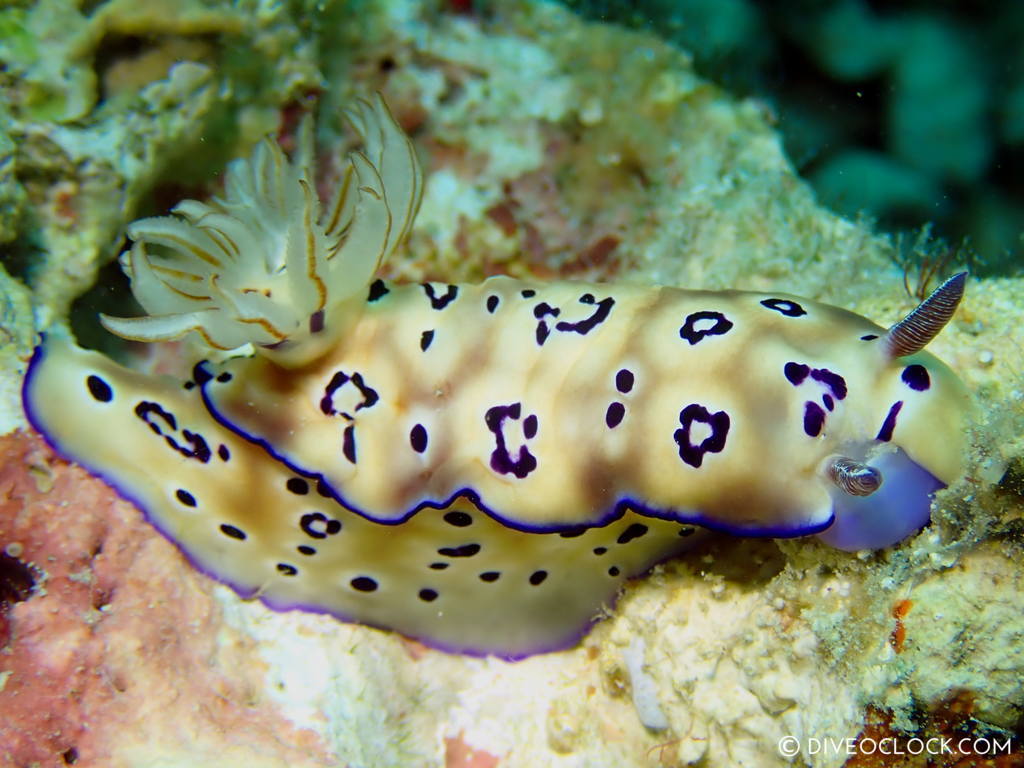 Goniobranchus leopardus nudibranch anilao