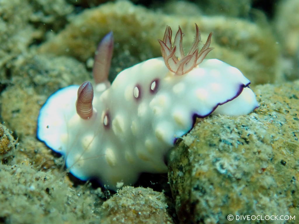 Goniobranchus hintuanensis nudibranch anilao