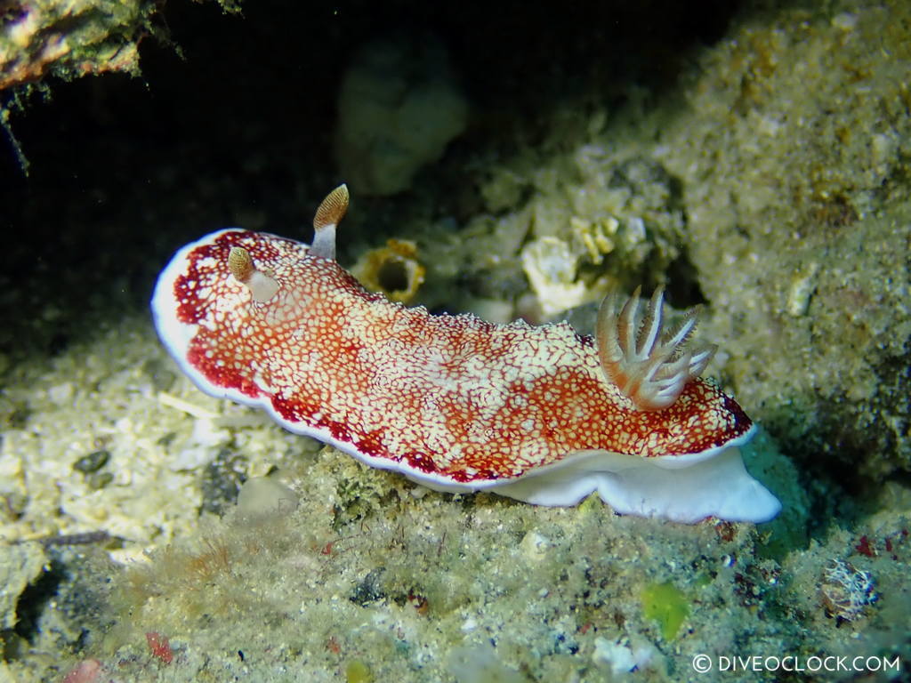 Goniobranchus sp. nudibranch anilao