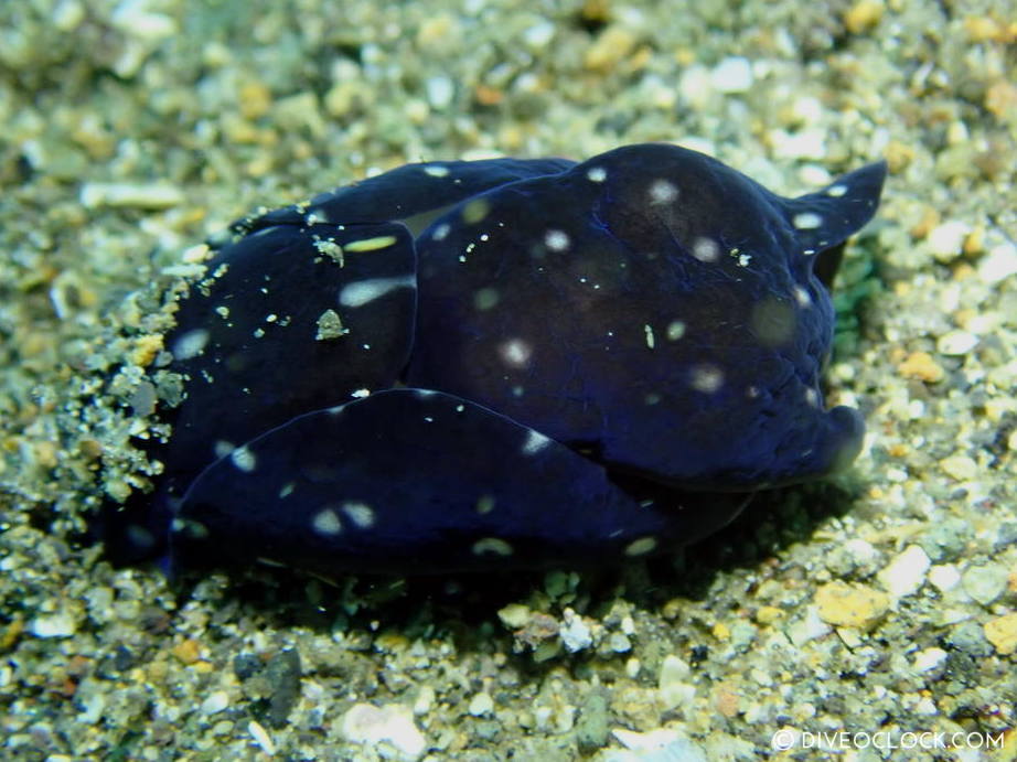 Philinopsis sp. nudibranch anilao