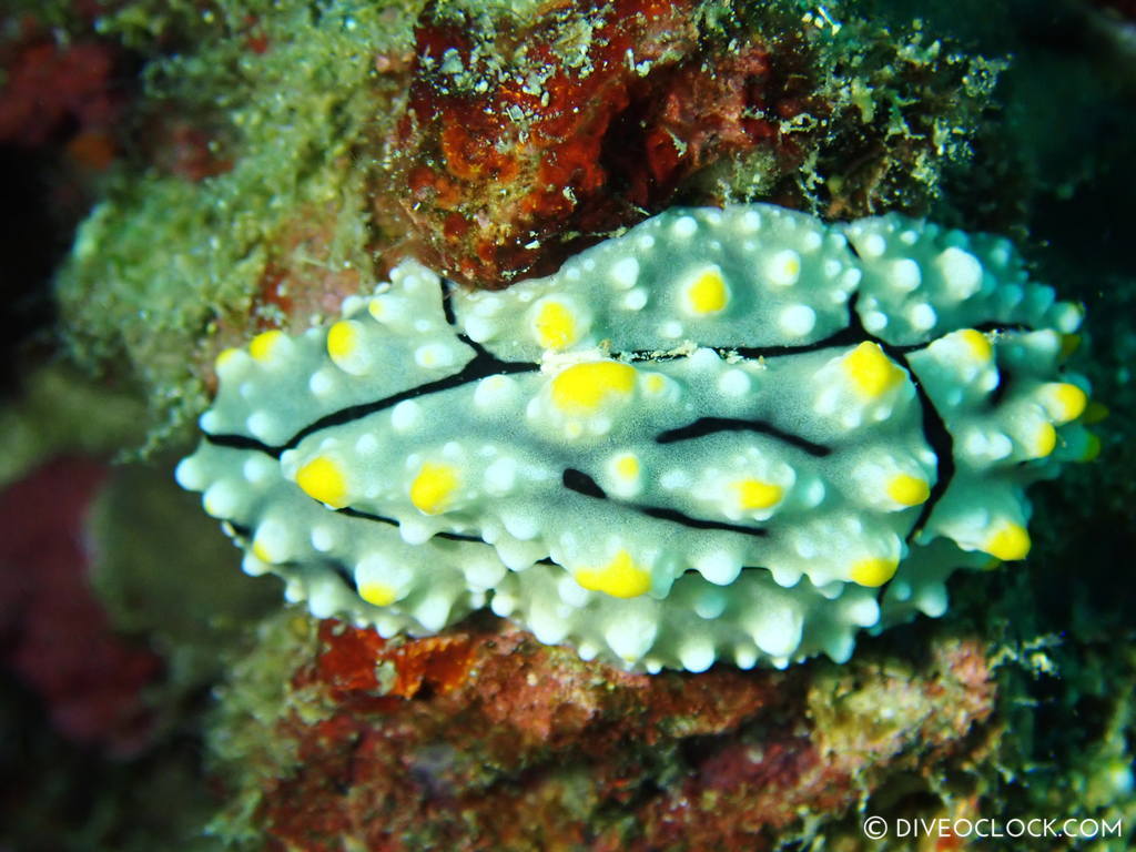 Phyllidia elegans_nudibranch anilao