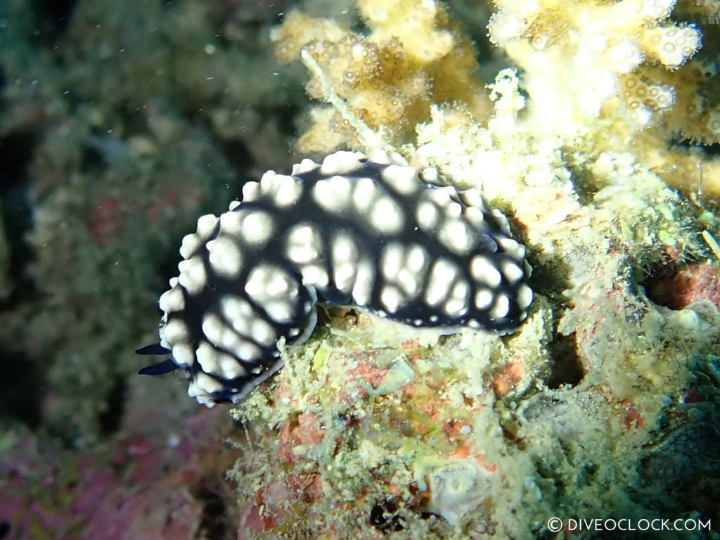 Phyllidiella pustulosa nudibranch anilao