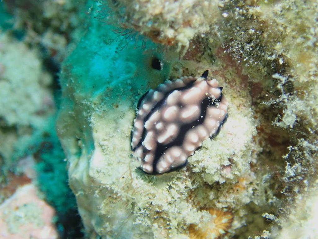 Phyllidiella pustulosa nudibranch anilao