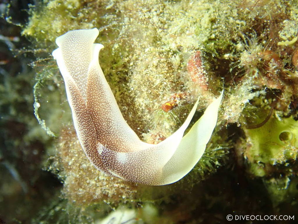 Chelidonura amoena nudibranch_species anilao