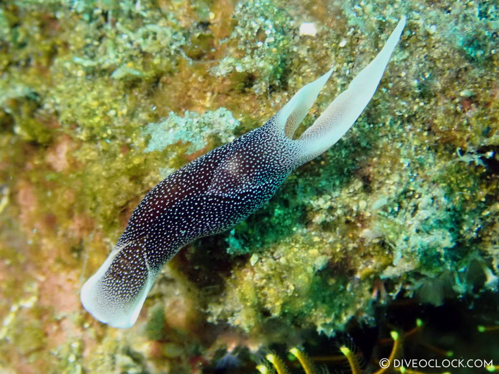 Chelidonura amoena nudibranch_species anilao