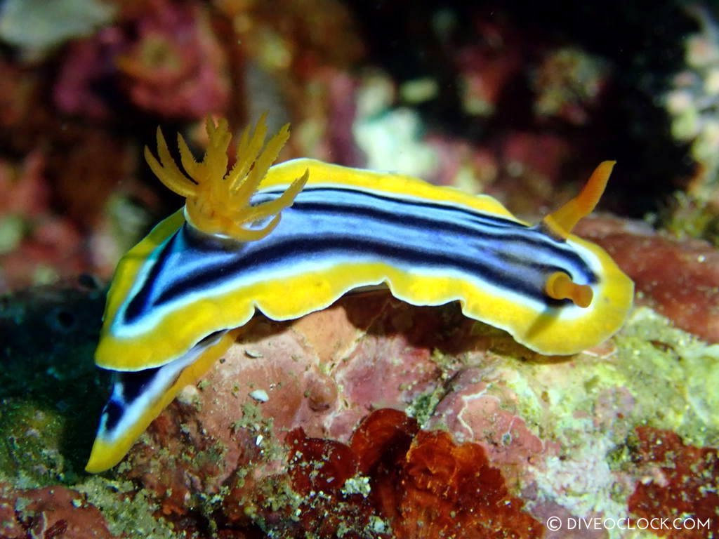 chromodoris elisabethina nudibranquio de buceo anilao