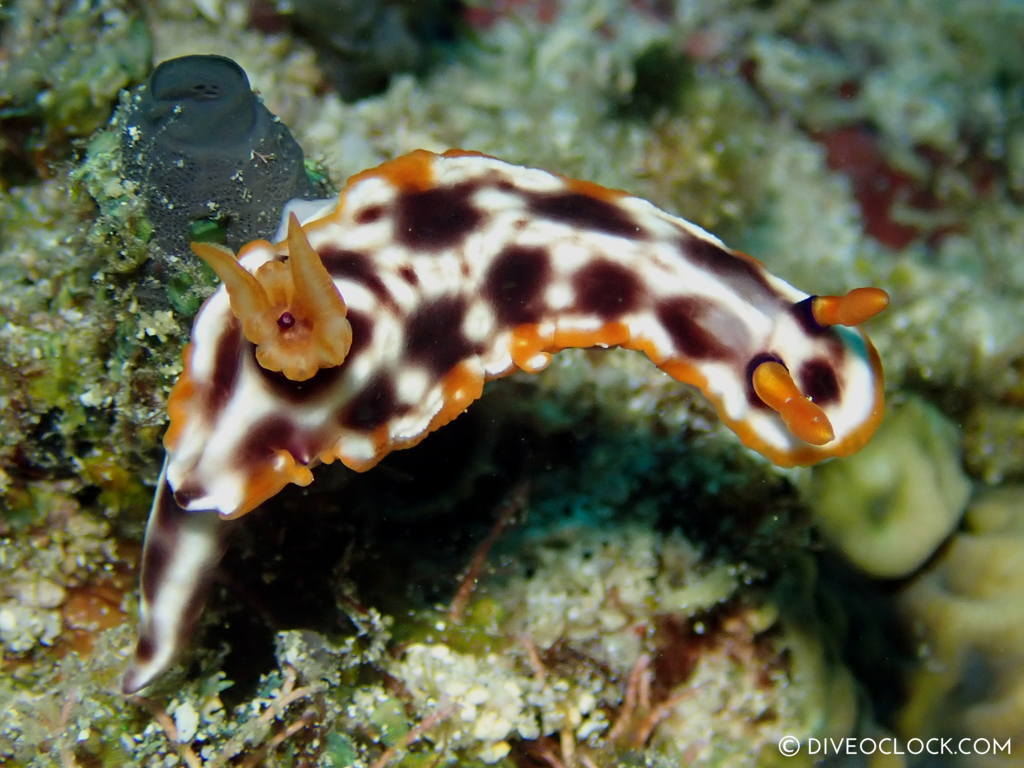 Hypselodoris purpureomaculosa nudibranch anilao