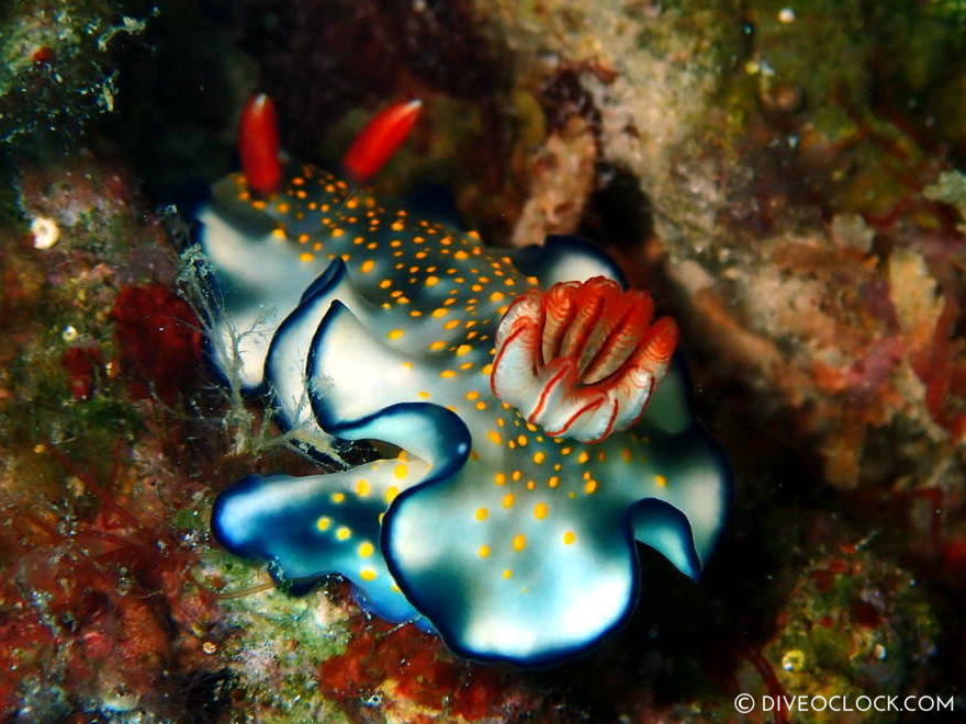 Hypselodoris bollandi nudibranch anilao