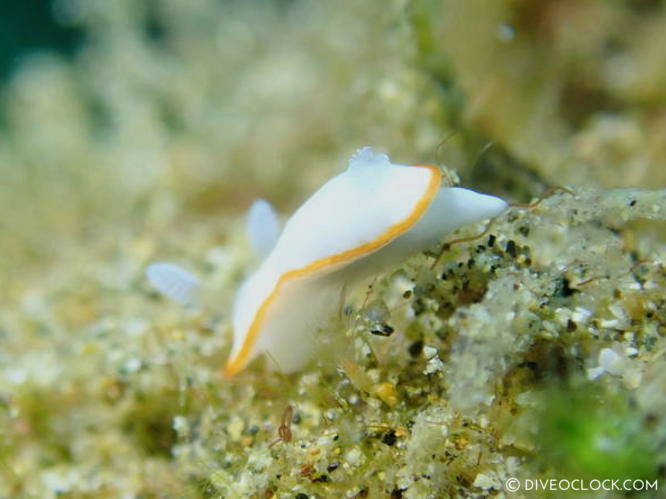 Goniobranchus albonares nudibranch