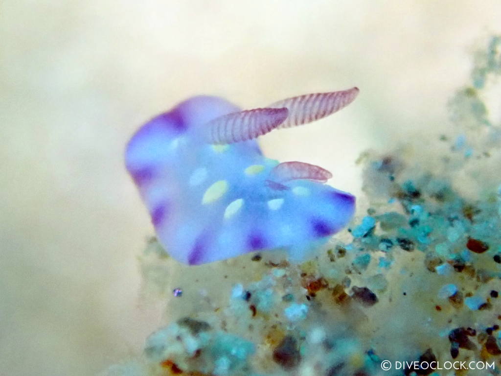 Juv Goniobranchus  (probably hintuanensis) nudibranch anilao