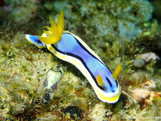 chromodoris annae_nudibranch anilao