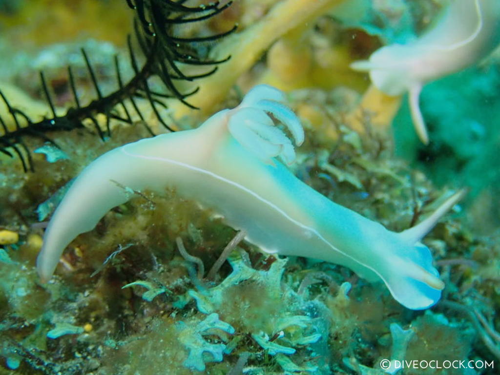 Hypselodoris bullockii nudibranch anilao