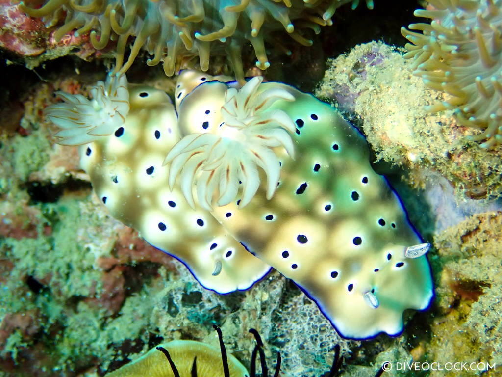 Goniobranchus leopardus nudibranch species scuba diving anilao
