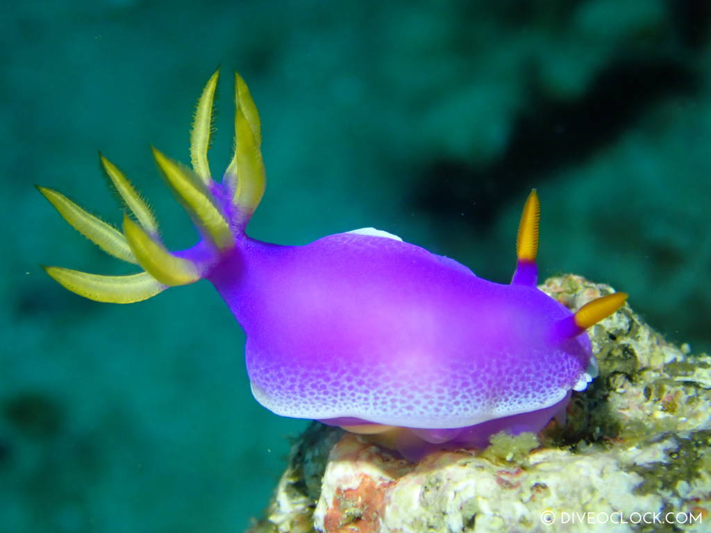 Hypselodoris apolegma nudibranch anilao