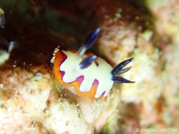 Goniobranchus fidelis nudibranch