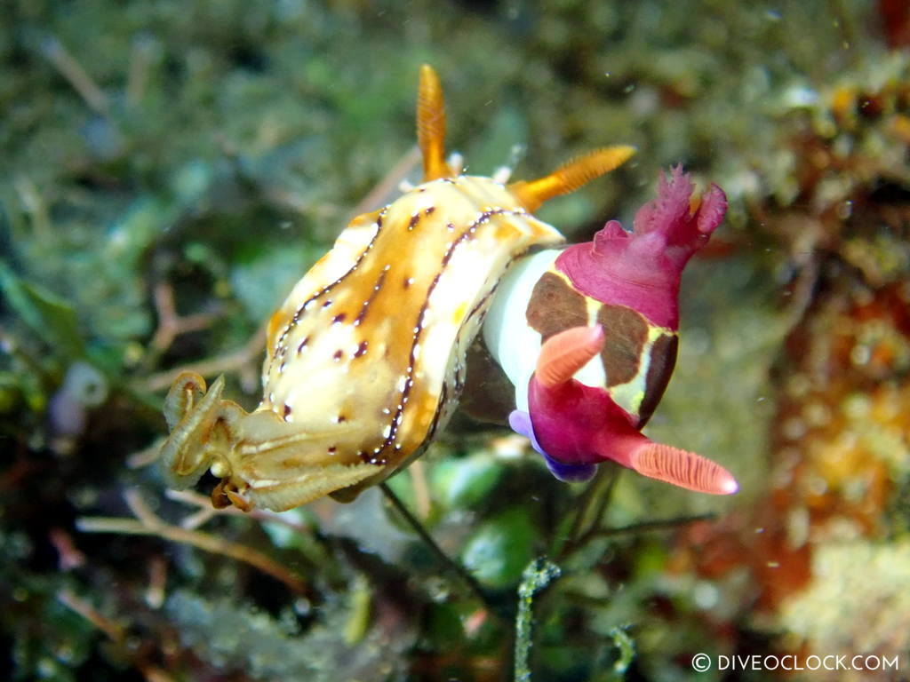 Hypselodoris krakatoa and Nembrotha chamberlaini_nudibranch