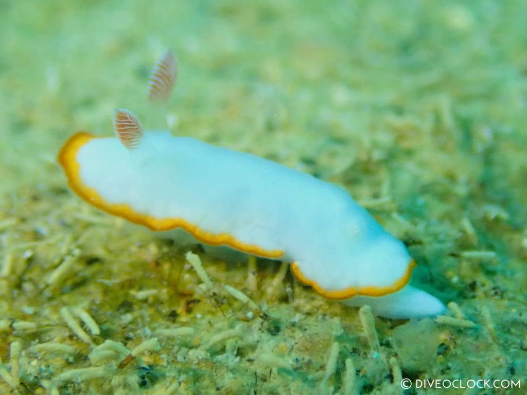 Goniobranchus verrieri nudibranch anilao