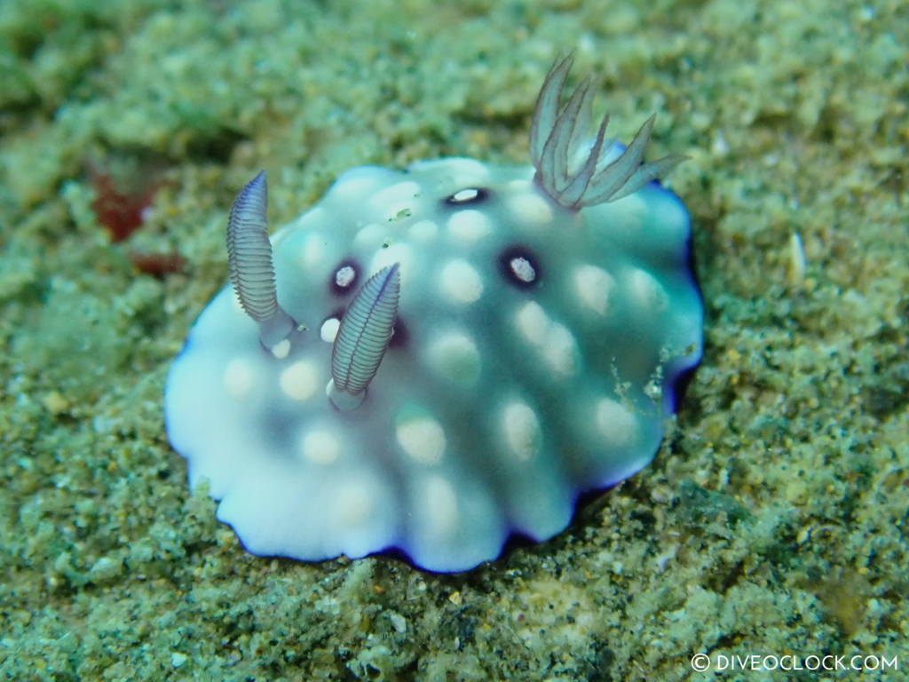 Goniobranchus hintuanensis nudibranch anilao