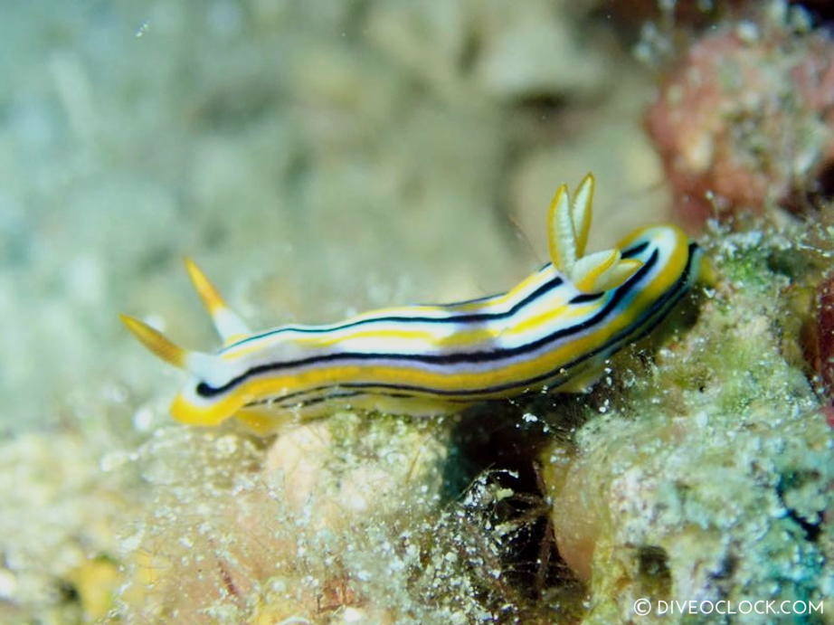 chromodoris colemani_nudibranch anilao