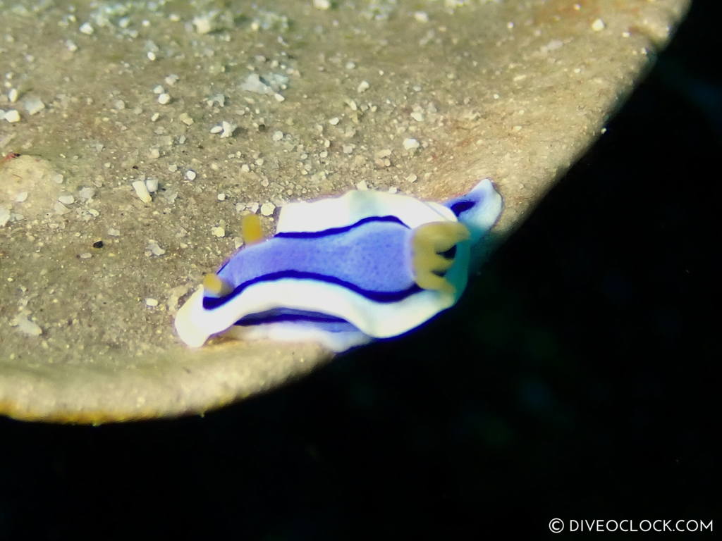 chromodoris annae nudibranch anilao