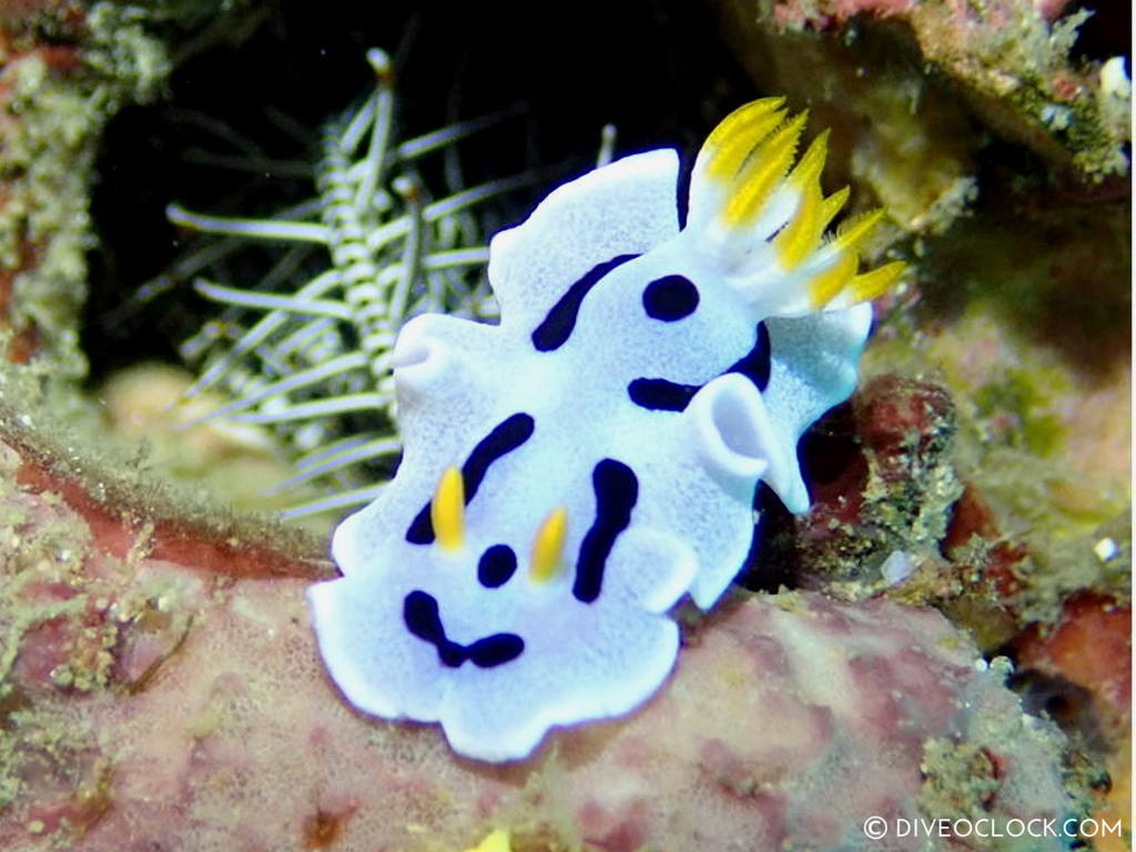 chromodoris dianae_nudibranch anilao