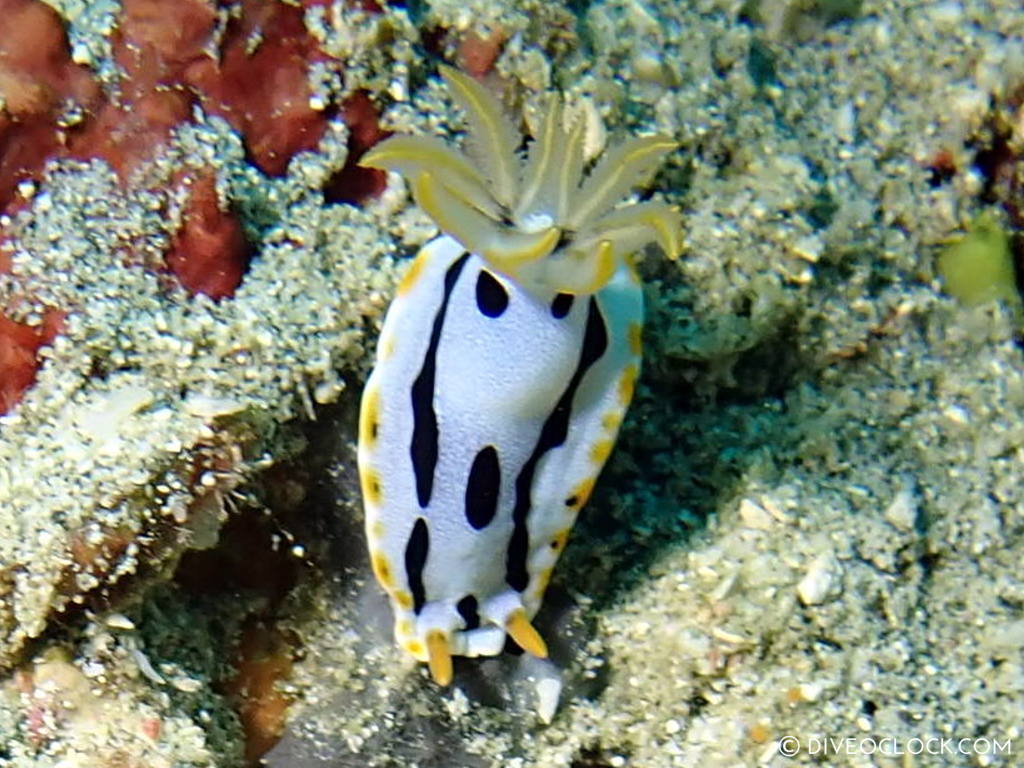 chromodoris dianae_nudibranch anilao