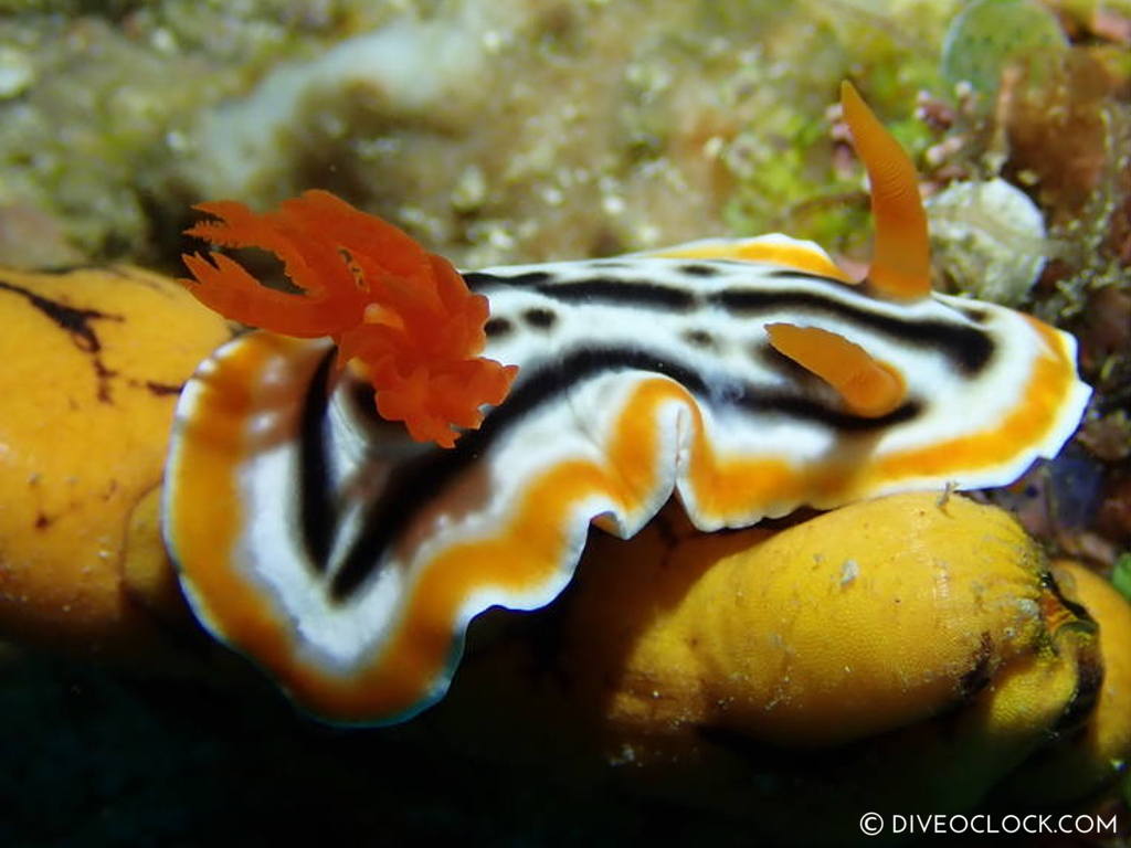 chromodoris_magnifica nudibranch anilao