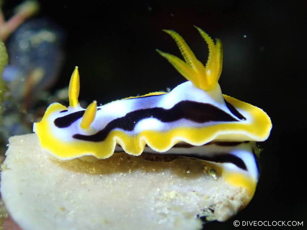 Chromodoris strigata nudibranch anilao