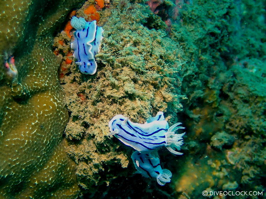 chromodoris_willani_group nudibranch