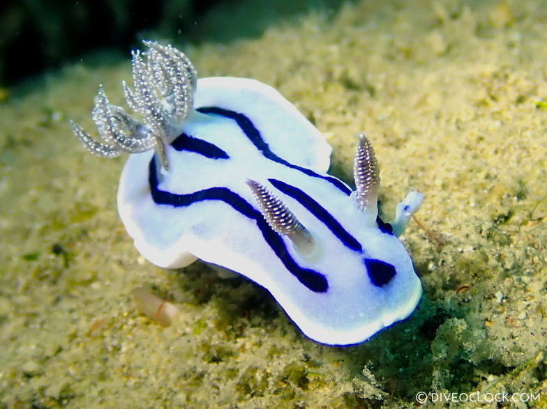 chromodoris_willani_nudibranch anilao