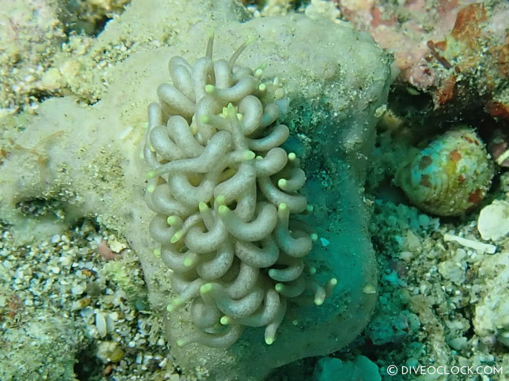 Phyllodesmium briareum nudibranch anilao