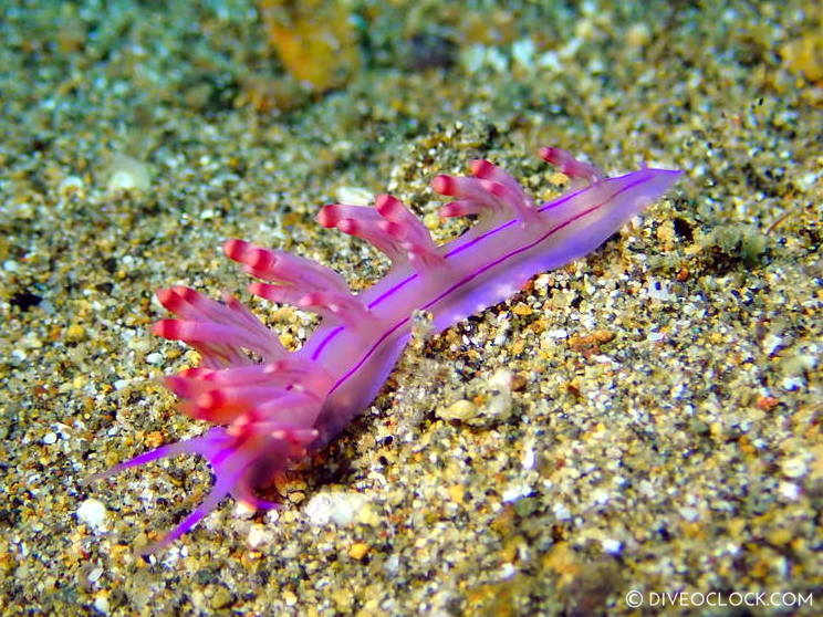 Flabellina lotos nudibranch anilao