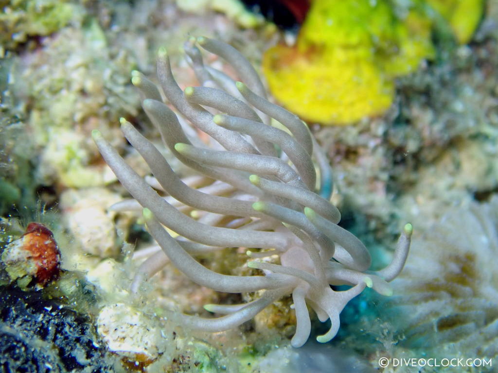 Phyllodesmium briareum nudibranch anilao