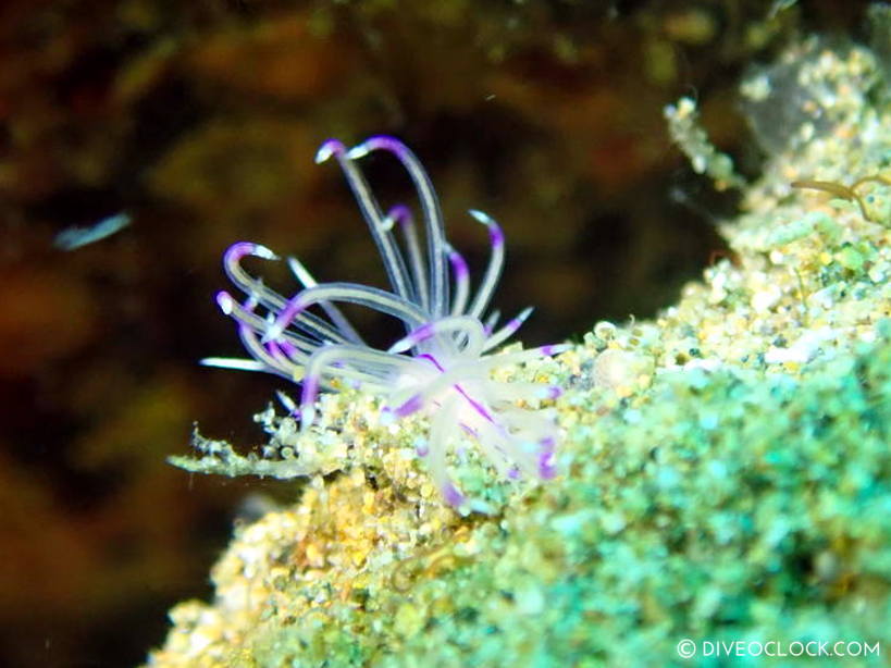 Unidentia Sandramillenae nudibranch anilao