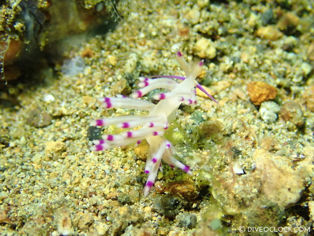 Flabellina lotos nudibranch anilao