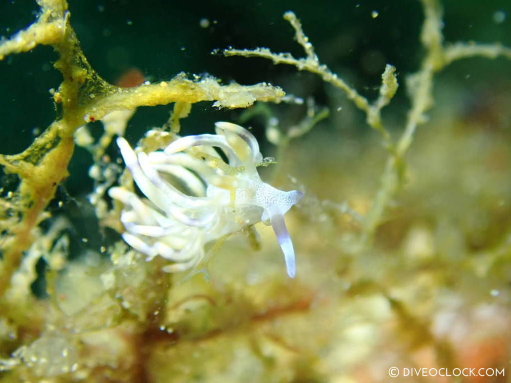 Flabellina riwo nudibranch anilao