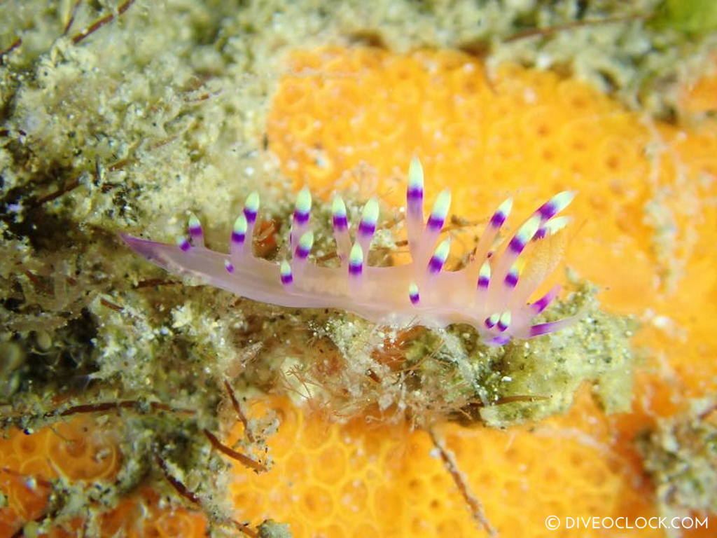 Flabellina exoptata_nudibranch anilao