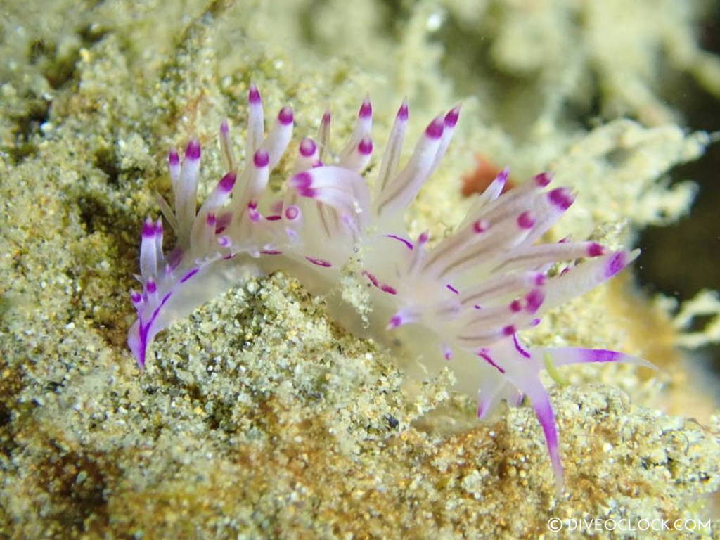 Flabellina lotos nudibranch anilao